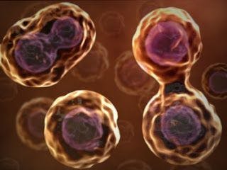 Le cellule staminali possono curare la degenerazione maculare